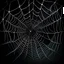 Placeholder: black spider web