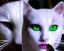 Placeholder: White catwoman,lije turkish van dat, goddess, trippy, eyes different colored