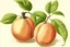 Placeholder: scientific illustration for medical use of peach fruit remedies