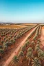 Placeholder: A field of date palms trees aerial view