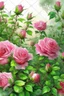 Placeholder: Watercolor, a bush of bright pink tea roses strewn with flowers, ultra-detailed, morning, rain, greenery, beautiful landscape, fog, many details, delicate sensuality, realistic, high quality, 3d, work of art, filigree, misty haze background, professional, transparent, delicate pastel tones, back lighting, contrast, fantastic, unreal, translucent, glowing, clear lines, epic fabulous, fabulous landscape, hyperrealism