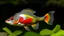 Placeholder: redmouth perch