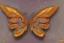 Placeholder: butterfly Mechanical