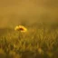 Placeholder: single long stem wild flower in a field, soft focus, golden hour, award winning landscape photography, nature photography, r/mostbeautiful