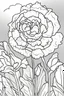 Placeholder: flowers coloring page for kids, carnation, cartoon style, thick outline, low details, no shading, no color