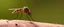 Placeholder: heretic human mosquito