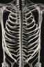 Placeholder: Abstract x-ray ribcage