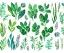 Placeholder: vector plants and herb set illustration. watercolor white backdrop