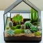 Placeholder: cactus and succulent terrarium