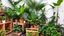 Placeholder: A photo of an indoor jungle with a variety of tropical plants. There are large plants with big leaves, like palms and ferns. There are also smaller plants with colorful flowers. The plants are placed in pots of different sizes and shapes. The pots are arranged on wooden shelves, crates, and the ground. The background is a white wall with a few holes.