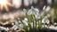 Placeholder: Snowdrops, delicate, the camera on the ground, side lighting of the sun, blurred background