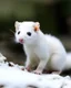 Placeholder: snow weasel
