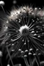 Placeholder: Dandelion zwart wit romantisch abstract