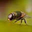 Placeholder: Photo of fly, 1500mm lens, realistic