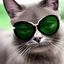 Placeholder: Gangster cat in sunglasses