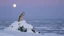 Placeholder: A solitary arctic wolf sits on a snow-covered rock formation by a frozen sea under the pale light of a winter moon.