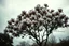 Placeholder: Melancholic, ultra-realistic vintage photograph of a The magnolia tree, soft light of a cloudy sky, atmosphere of quiet sadness and timeless beauty, cinematic, hyper-detailed, emotional and mesmerizing, bloom