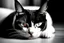 Placeholder: lazy cat simple black and white