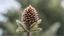 Placeholder: new fir tree top with micro pine cone, close-up, blurred background