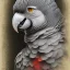 Placeholder: african grey parrot