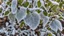 Placeholder: photo of apple tree leaves covered in a frosty frosty casing, this time with my brown fence in the background.