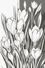 Placeholder: outline art for Spring: Crocuses , White background. sketch style, clean line art, white background, no shadow and clear. White/black