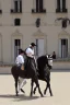 Placeholder: Lipizzaner making a levade in the spanish riding school in Vienna