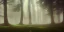 Placeholder: Deep forest with tall trees, misty, light rays, day time, bushes