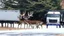 Placeholder: the deceased deer's family stalks moving truck company