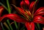 Placeholder: spider red lily close-up detailed view