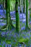 Placeholder: Twisted bluebells