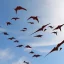 Placeholder: A group of pterosaurs flying in the sky