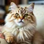 Placeholder: Meow sama