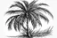 Placeholder: palm graphic line drawing