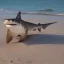 Placeholder: a hammer-head shark with dog legs walking on a beach on land