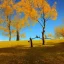 Placeholder: one lonely ginkgo tree at the end of the world, autumn sunny day, in the style of the legend of zelda: breath of the wild