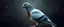 Placeholder: big ass pigeon portrait in the style of escher and giger, a chill contrapunctus fugue in the style of fsol, beethoven, goa trance breaks, dancefloor drum and bass,