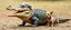 Placeholder: crocodile dog with fluffy hair, doing dog things and small dog