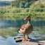 Placeholder: duck, with a lake in the background