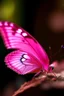 Placeholder: pink butterfly