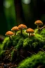 Placeholder: real close-up detailed view of mushroom and Moss in the nature