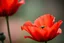 Placeholder: Beautiful poppy flower red red on the spring and beautiful little flowers crepe petals indirect light, center visible, Macro photography, entire but close-up, hyper detailed, in focus, studio photo, intricate details, highly detailed,