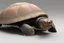 Placeholder: turtle shell