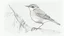 Placeholder: Detailed drawing of a bird on a white background