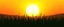 Placeholder: green grasses silhouette across bottom, with golden sunset sky in background, vector