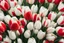 Placeholder: photorealistic red and white tulips bouquet, red tulips above and white tulips down in flowergarden, soft lighting, sharp focus, rough edges in sunshine