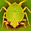 Placeholder: a man-faced_stink_bug, Catacanthus_incarnatus macro HDR photo