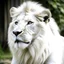 Placeholder: white lion