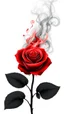 Placeholder: a rose where the stem and leaves(black) is made of smoke, and the flower(red) is made of smoke and flame shapes that spiral in the middle, vector