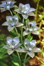 Placeholder: metallic garden shiny-chrome-open-flower-petals glass flowers sharp focus extremely detailed very attractive dynamic lighting exquisite detail